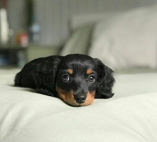 Teckel superb talie mica