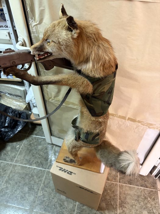 Препарирана лисица