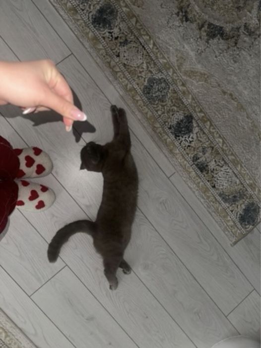 Шотландский вислоухий