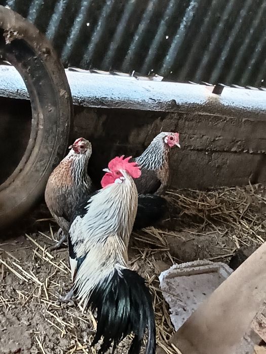 Продам декоративных курей