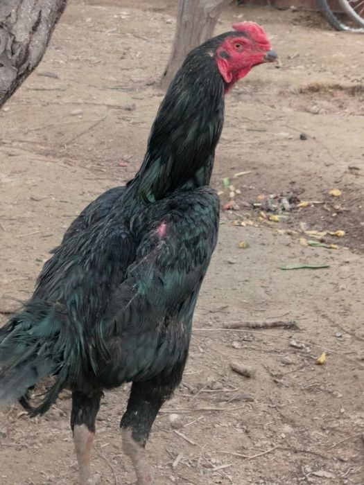 Дакан тауық сатылады