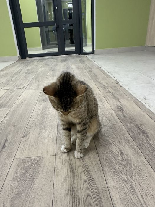 Кот ищет дом в Астане