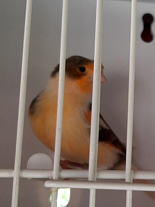 Canari timbrado español
