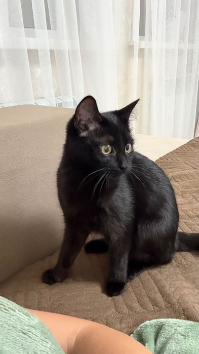 Кошечка в добрые руки