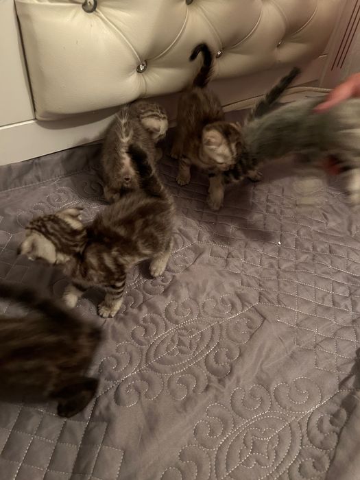 шотландские котята вислоухие