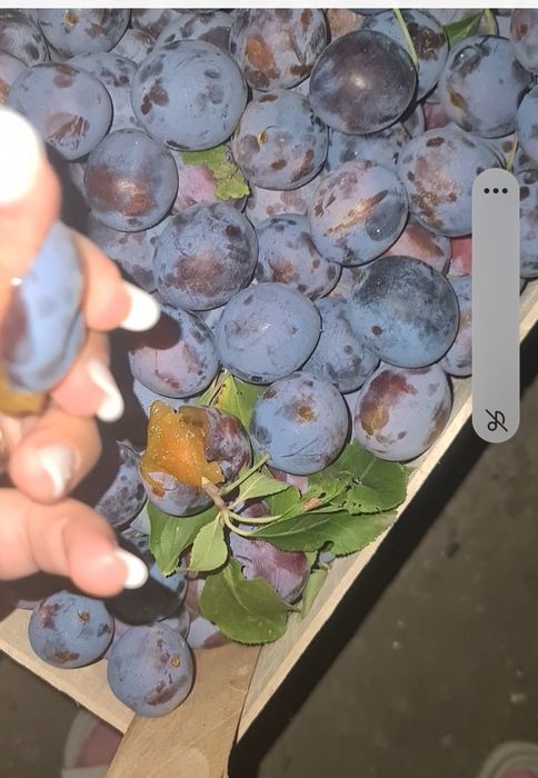 Prune pentru pălincă și țuică din clasa graselor