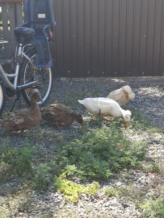 Rațe cu moț o familie  si o rața muta cu 12 rațe mici
