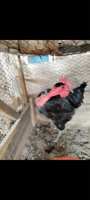 Vând  pereche gaini Gât golaș de Transilvania