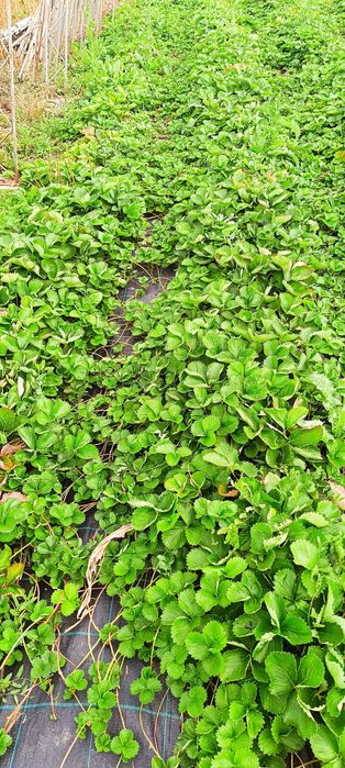 Разсад ягоди Клери