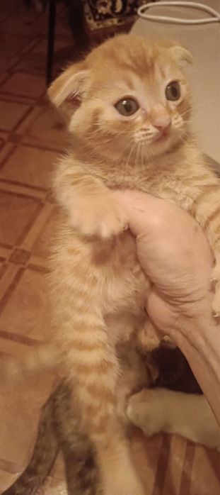 Котята все мальчики вислоухие