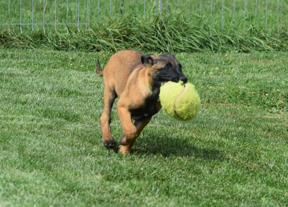 Ciobănesc Belgian Malinois