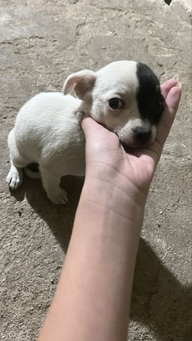 пинчер/чихуахуа