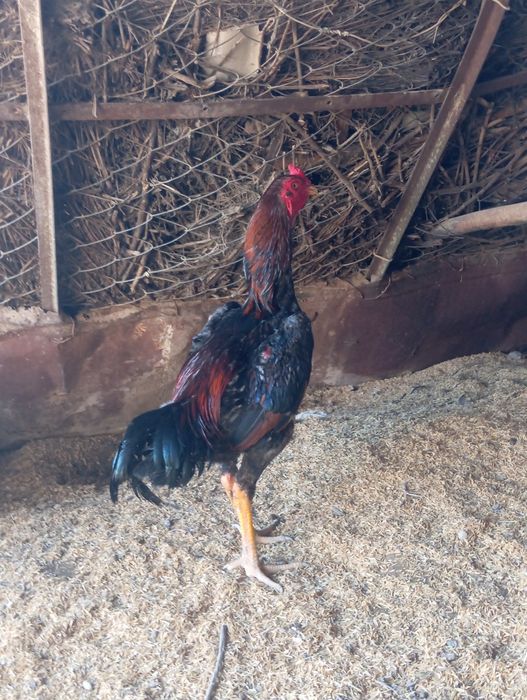 Дакан шөже қораз