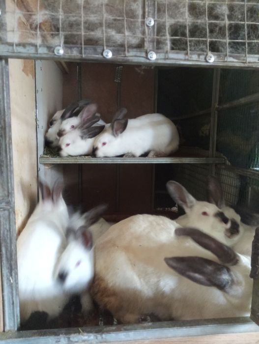 Калифорния қуён болари  100 мин сўмдан