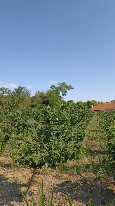 Продава се Къща в с. Мали извор, Област Добрич - 40 кв.м за 319 €/кв.м - Снимка #3