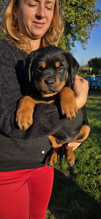 Cățelușa rottweiler cu pedigree