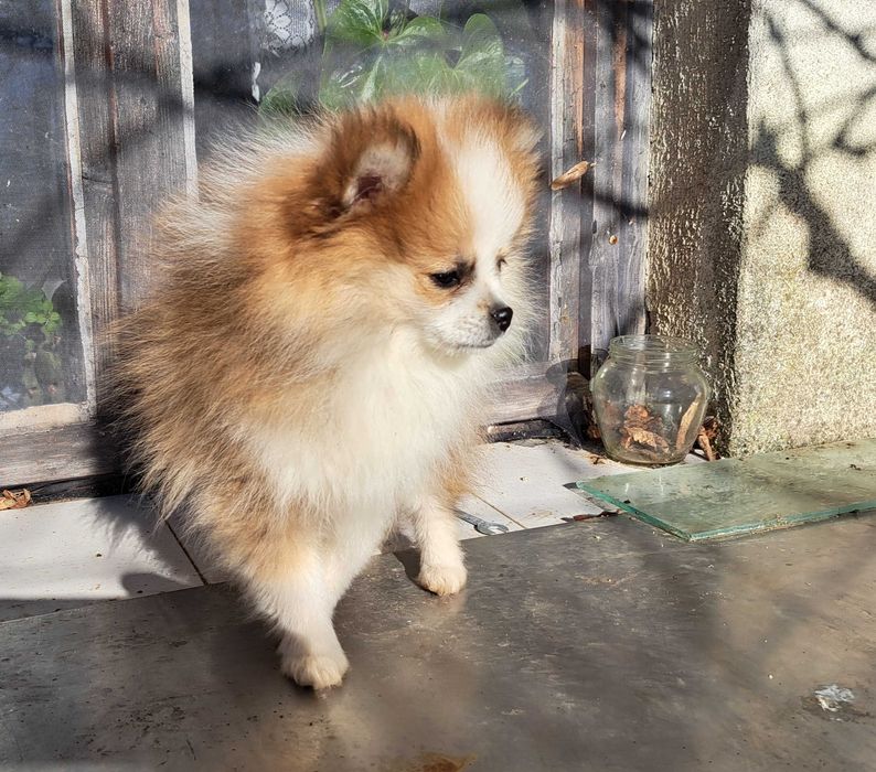 Уникално женско померанче