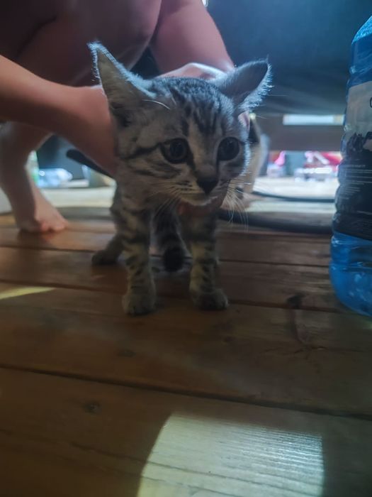 Отдам котенка даром