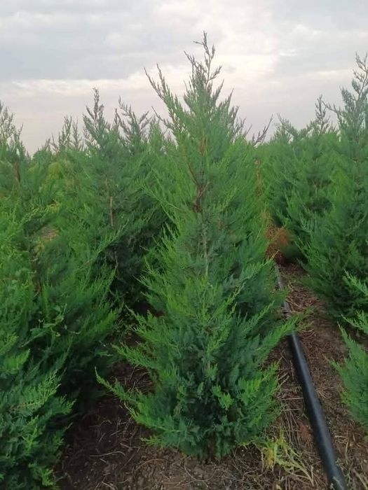 Chiparos Leylandii, leylandii cupressus, Gard viu etc