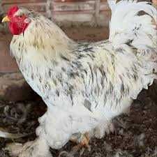Ouă incubat Brahma, cocoși Brahma