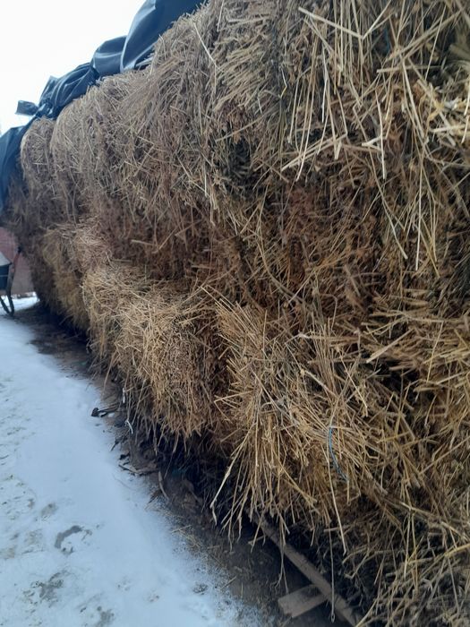 Vând baloți lucernă
