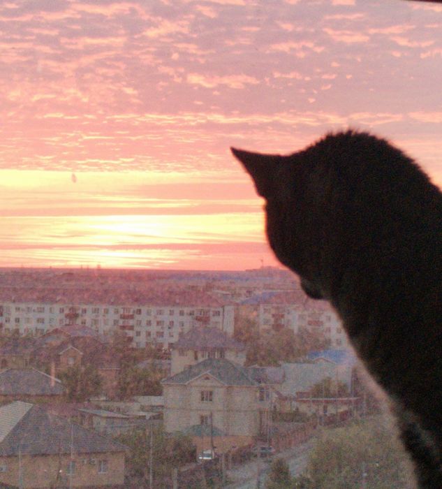 Кот кастрированный