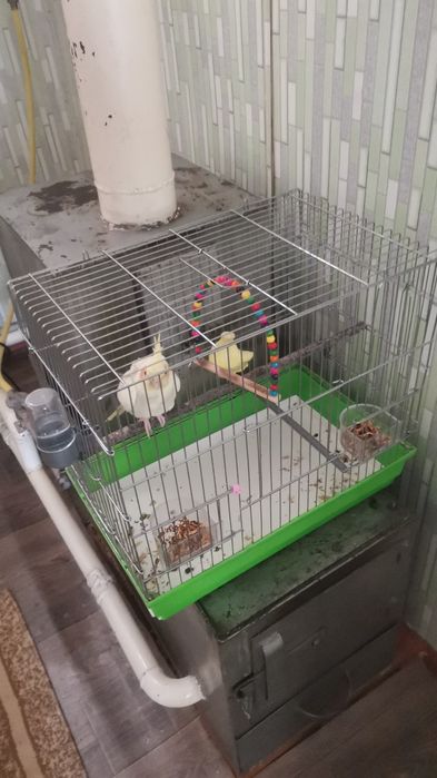 Попугай корелла самец