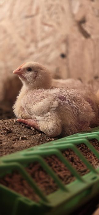 Бройлерный цыпленок