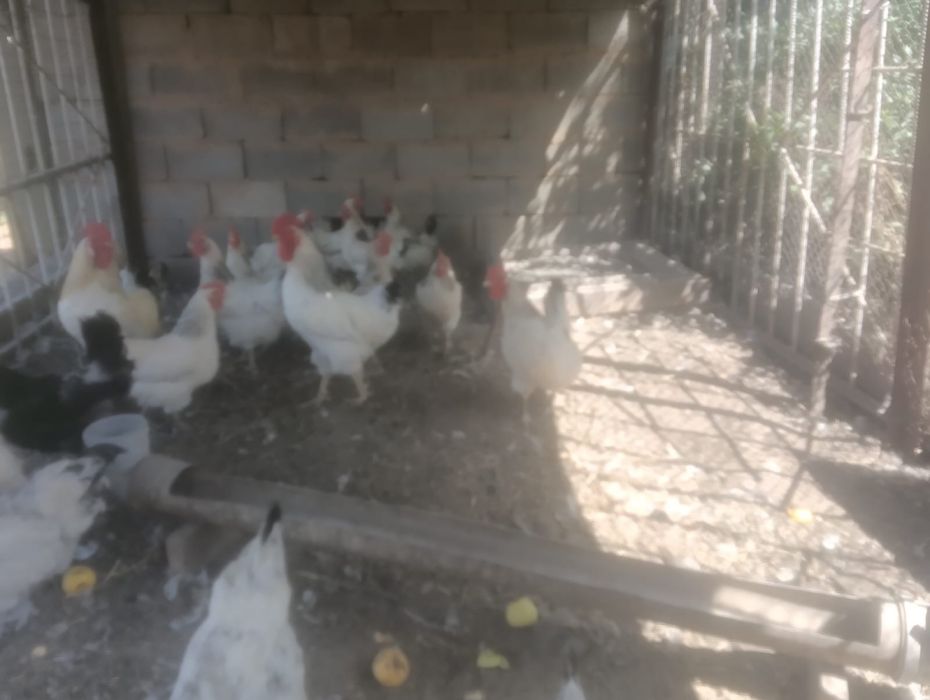 Продам кур и циплят