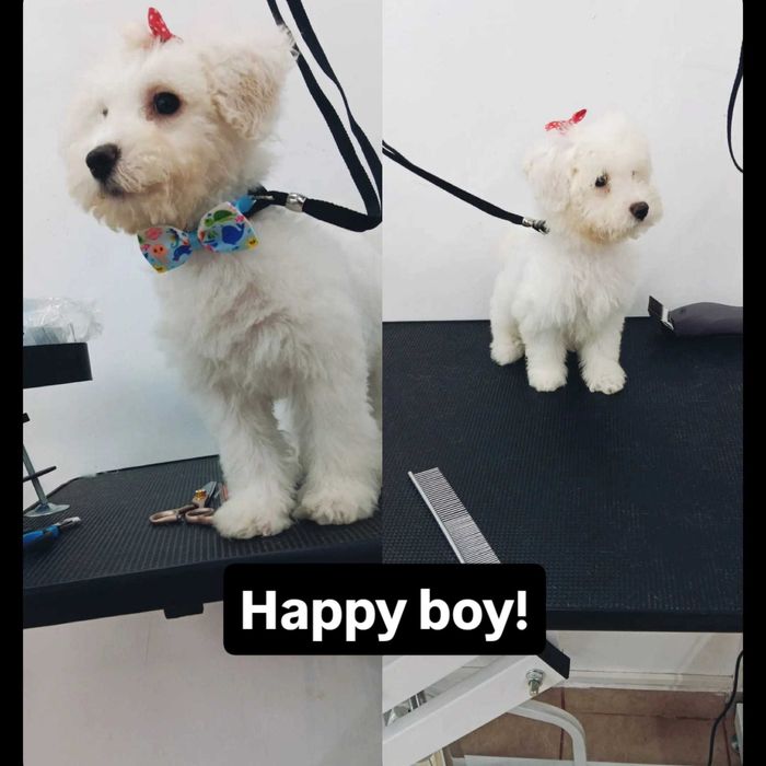 Salon Canin / Tuns Caini / Salon Sector 6 - Frizerie Canina