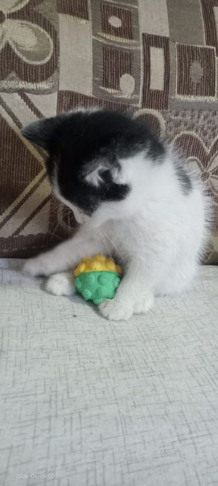 Отдам  котенка девочка  хорошие руки