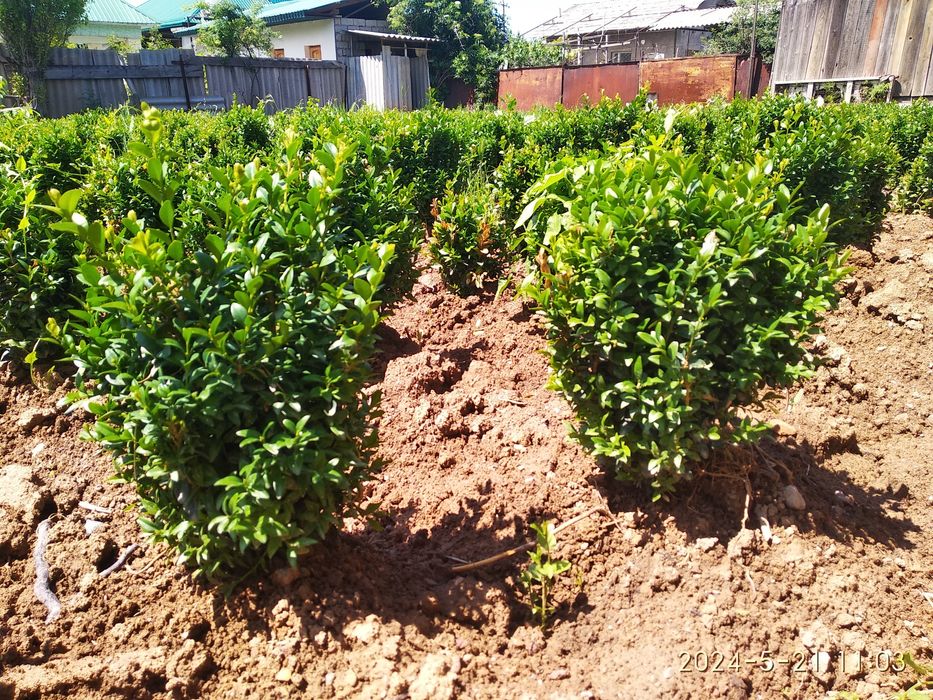 Шамшод сотилади Кибрайда