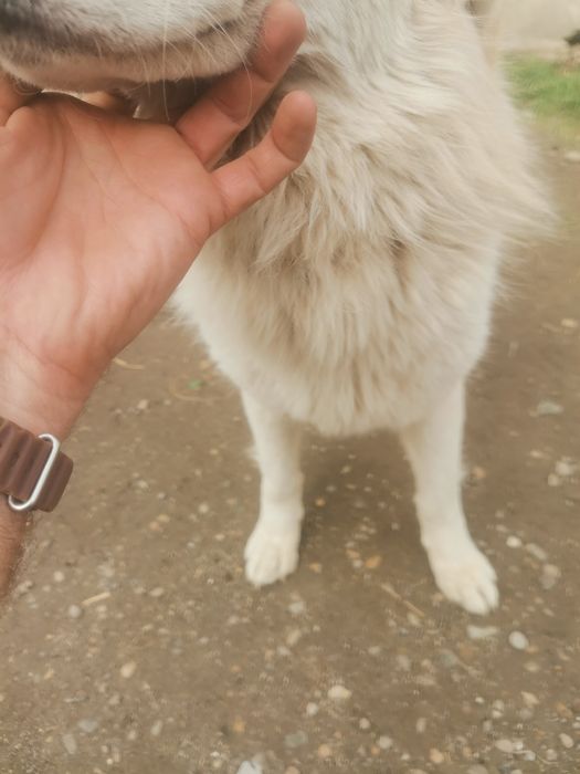 Продаётся собака Ретвирер альбинос