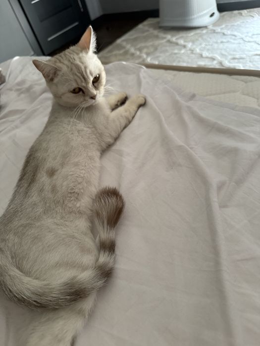 Котята а хорошие руки срочно