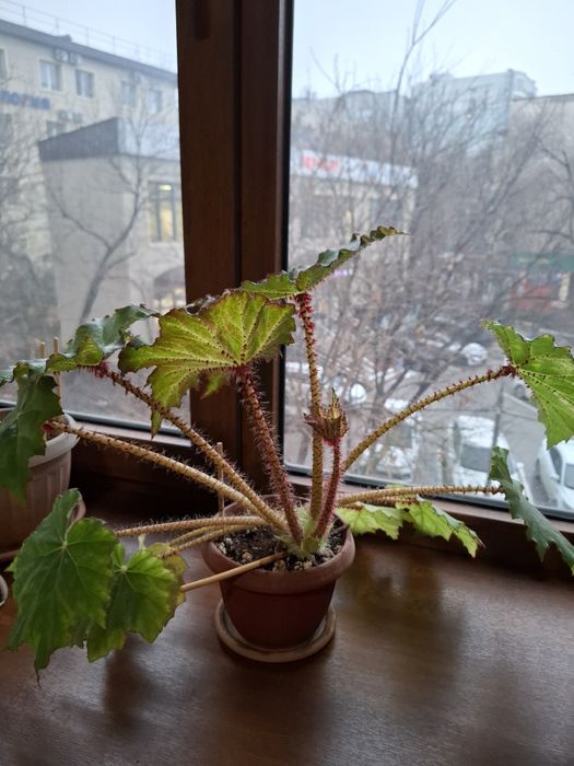 Бегония комнатные растения