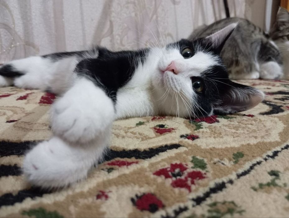 Отдам котёнку добрую руку