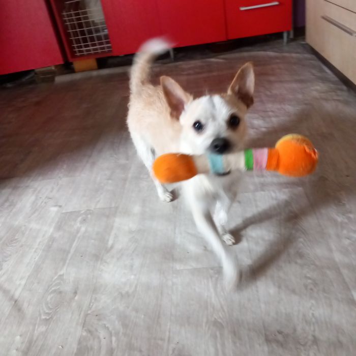 Pensiune canină un loc unde animalele sunt iubite și foarte răsfățate!