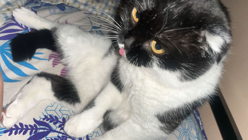 Вислоухий кот в добрые руки