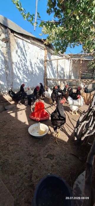 Sog‘lom, baquvvat va faol Qora Shaxzoda zotli xo‘rozlar sotiladi.
