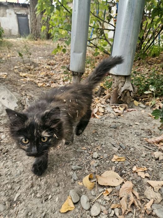 Отдам котят в хорошие руки