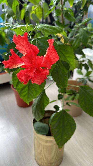 Продам цветы не дорого