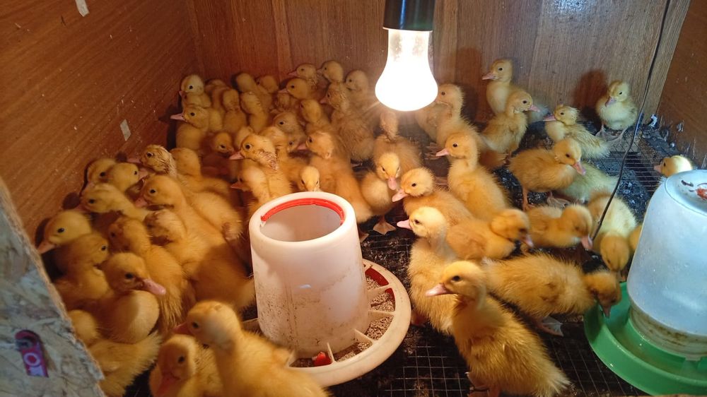 Продаю утят баш .