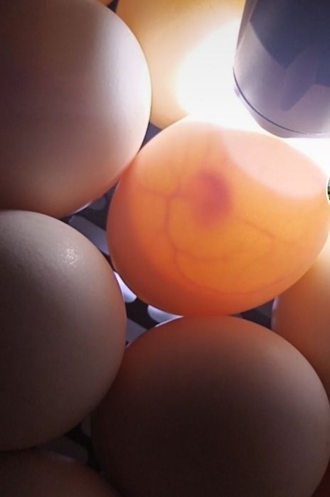 Яйцо индоутки домашнее