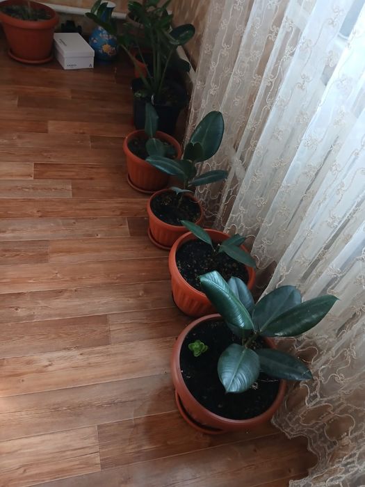 Срочно продам много цветов