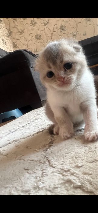 Продается британский фолд