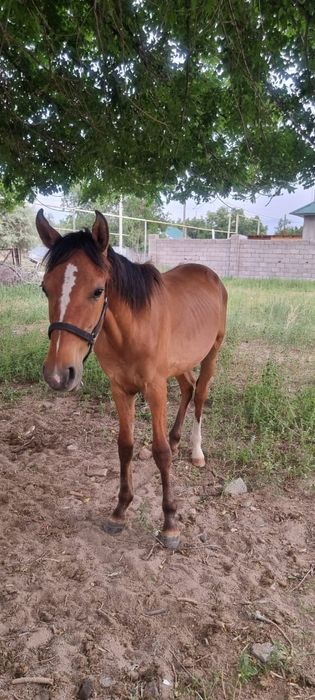 Тай,Құнан сатылады