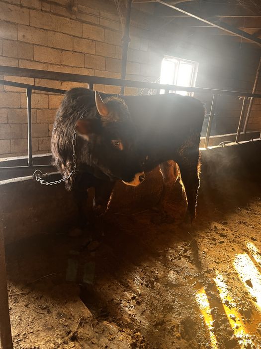 Продам быка бычка