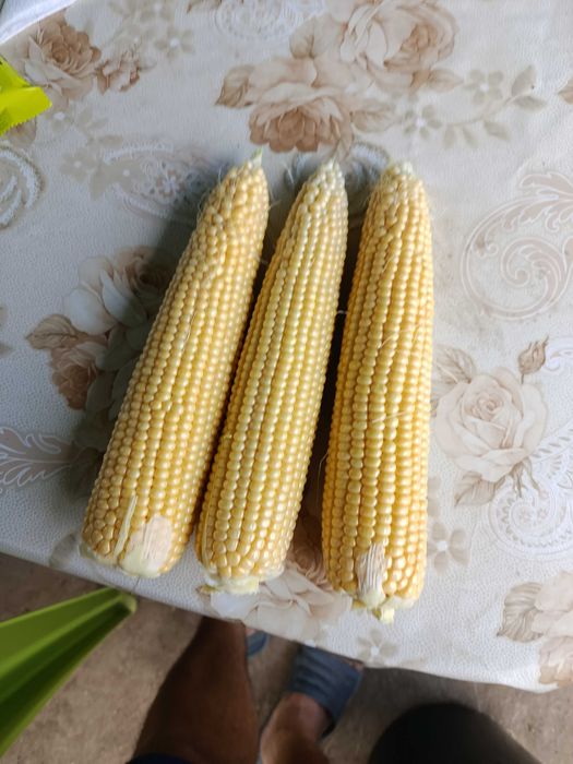 Сладка царевица Месинджър