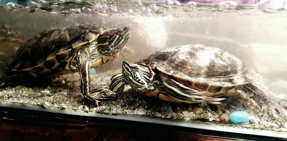 Красноухая черепаха