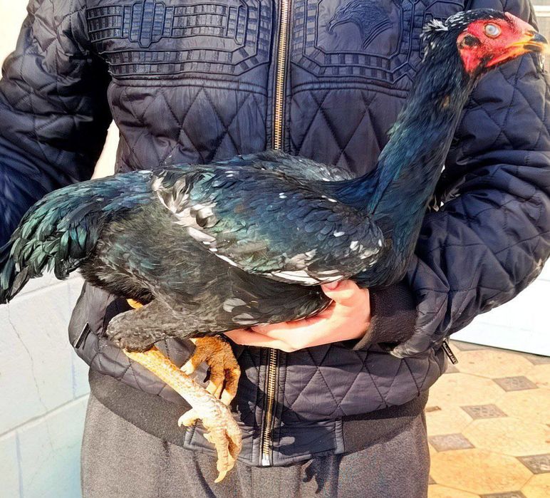 Макйон Сотилади Тухумда